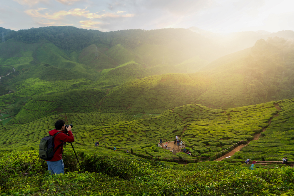 best deal for tea plantation trails in munnar kerala